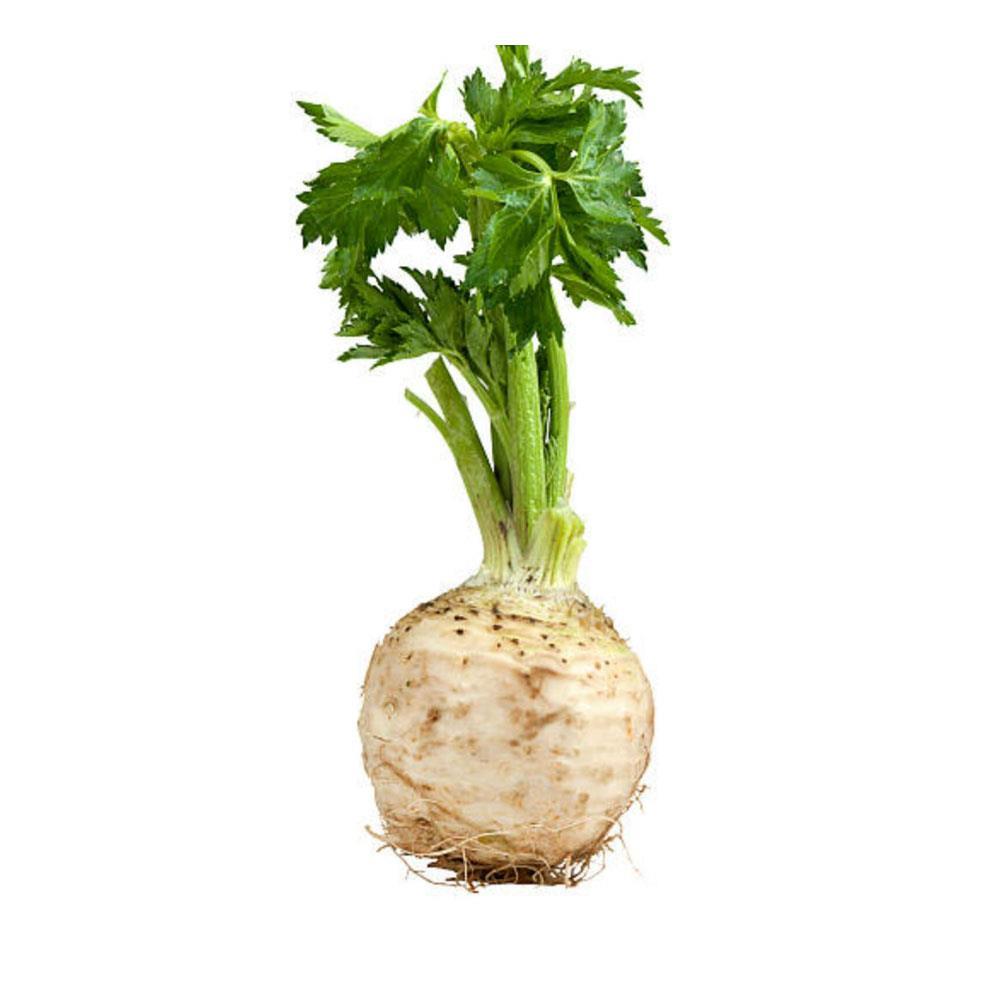 Kereviz Kg