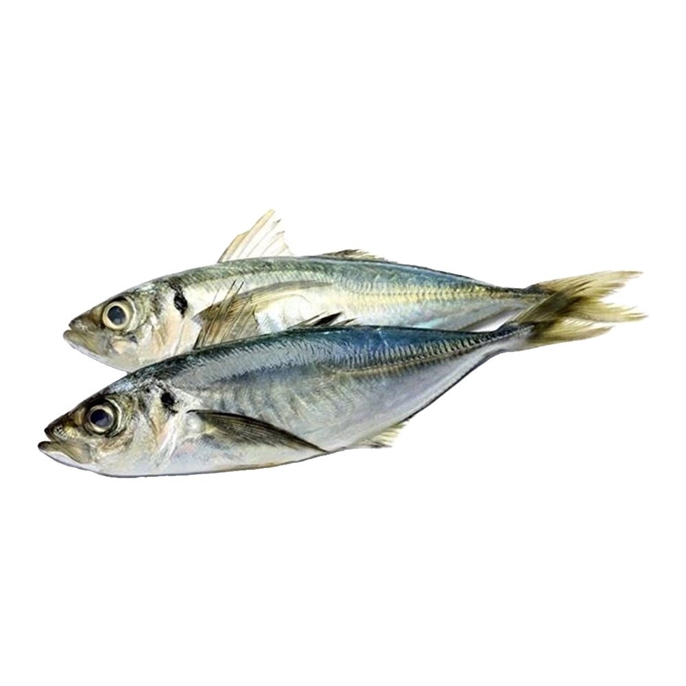 Meseri İstavrit Kg
