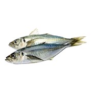 Meseri İstavrit Kg